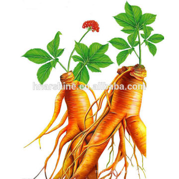 20% Panax Ginseng Extract Powder,extract powder